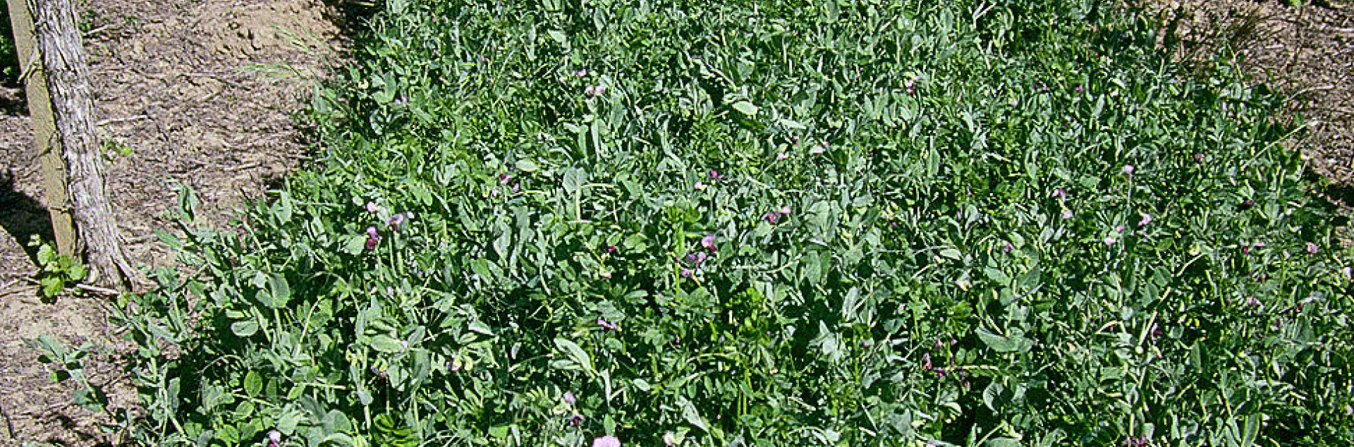 Long strip of green plants, vetch pea cover crop