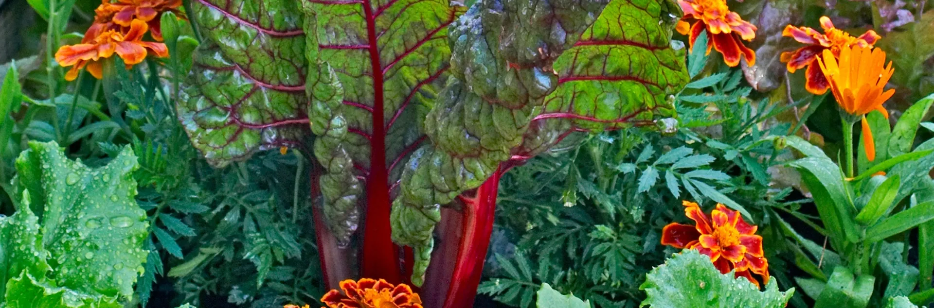 home food garden tips for growing chard in Sonoma County
