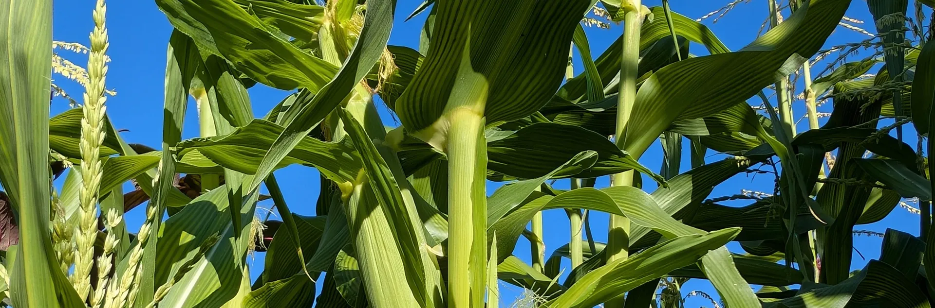 tips for growing corn in the Sonoma County home garden