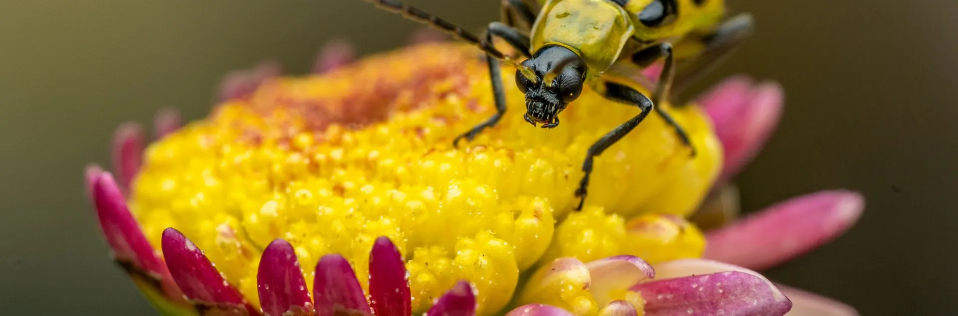 Cucumber beetle on yellow flower