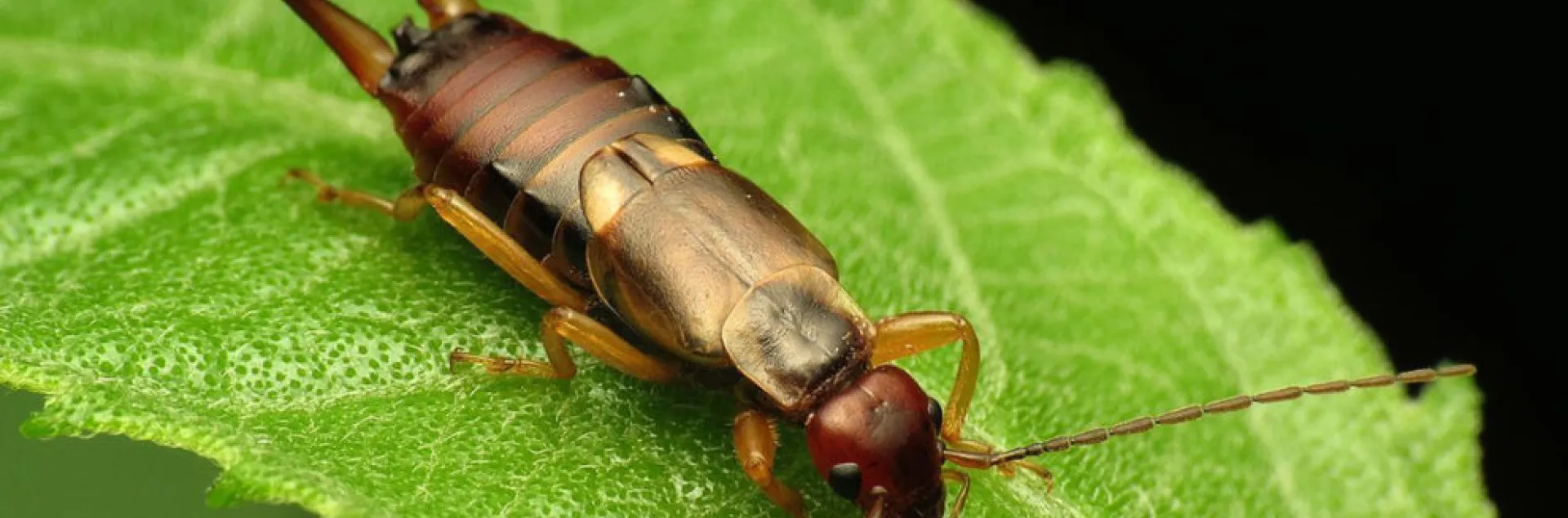 earwig