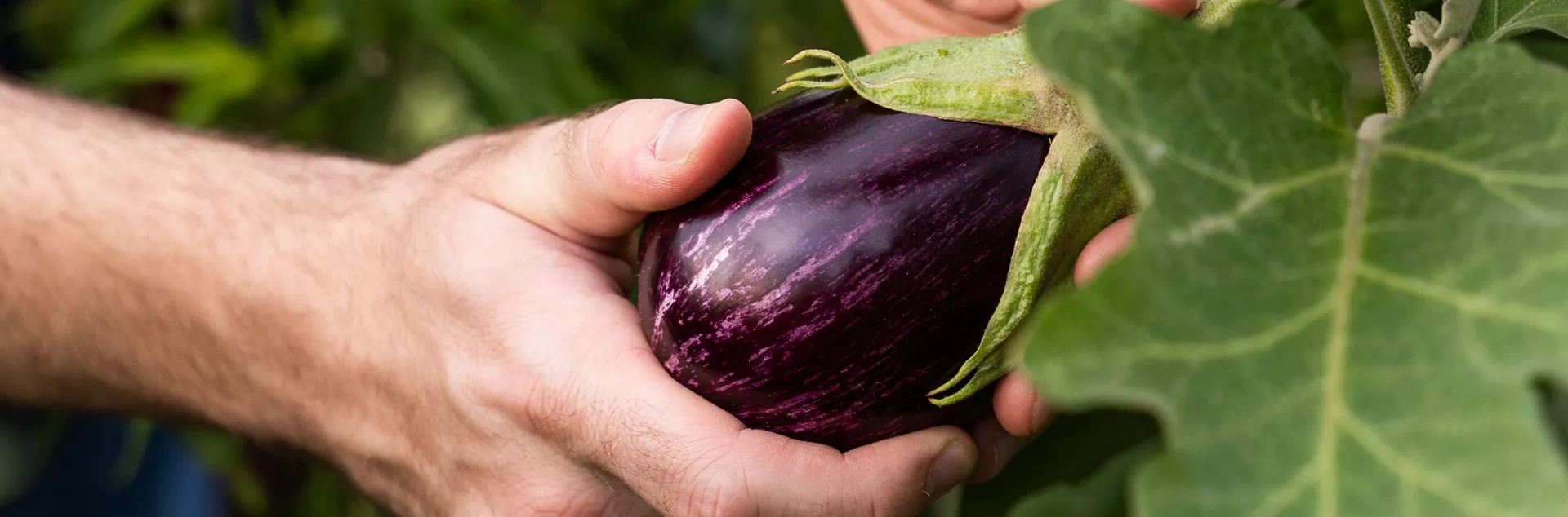 Eggplant