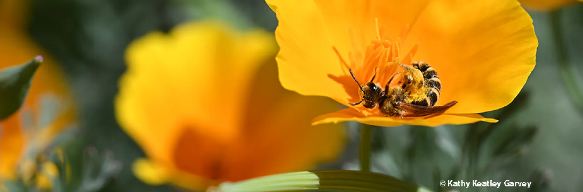 A native bee, genus Halictus, rolling in a California golden poppy in the UC Davis Ecological Garden. (Photo by Kathy Keatley Garvey)