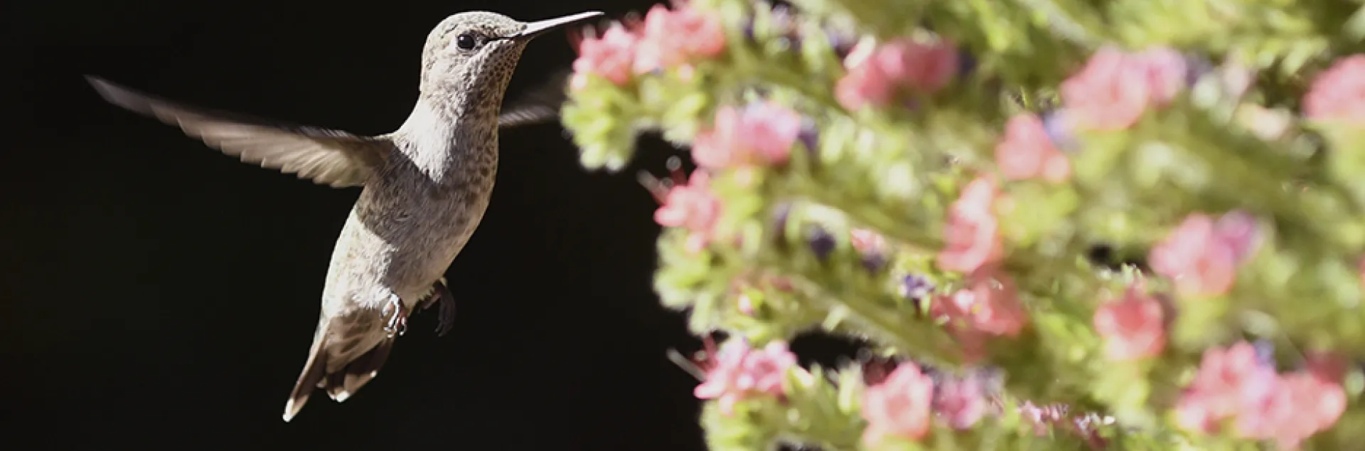 Side view of Anna's hummingbird heading toward a tower of jewels.