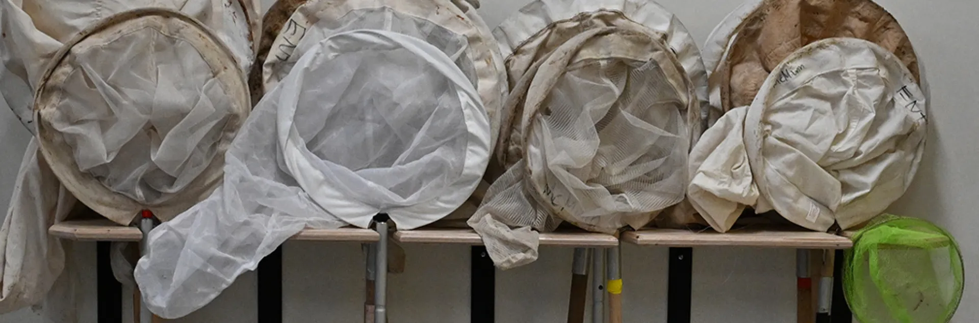 Insect nets lined up at Briggs Hall during UC Davis Picnic Day.