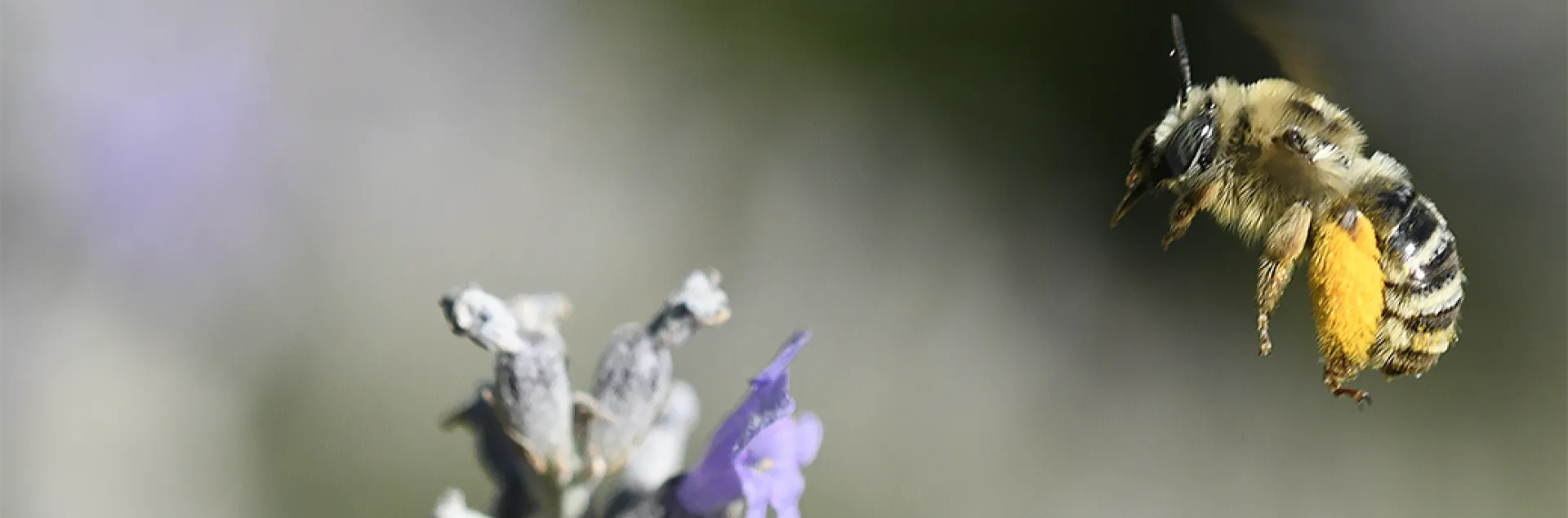 Anthophora urbana in flight. (Photo by Kathy Keatley Garvey)