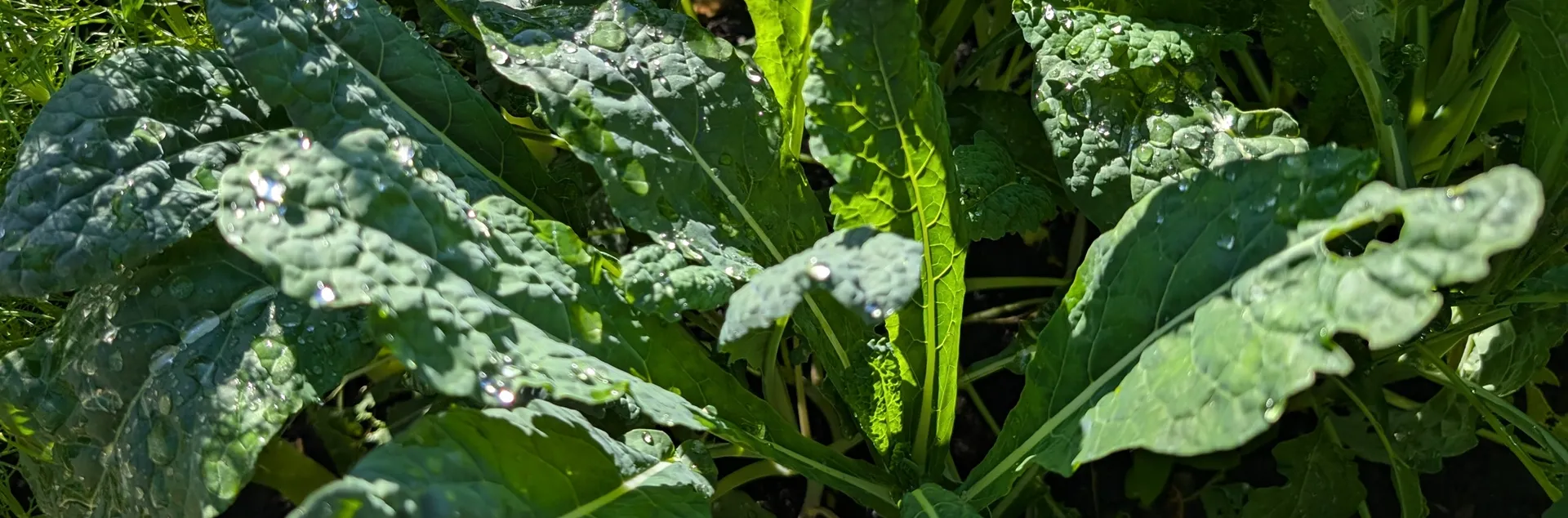kale growing in Sonoma County home garden