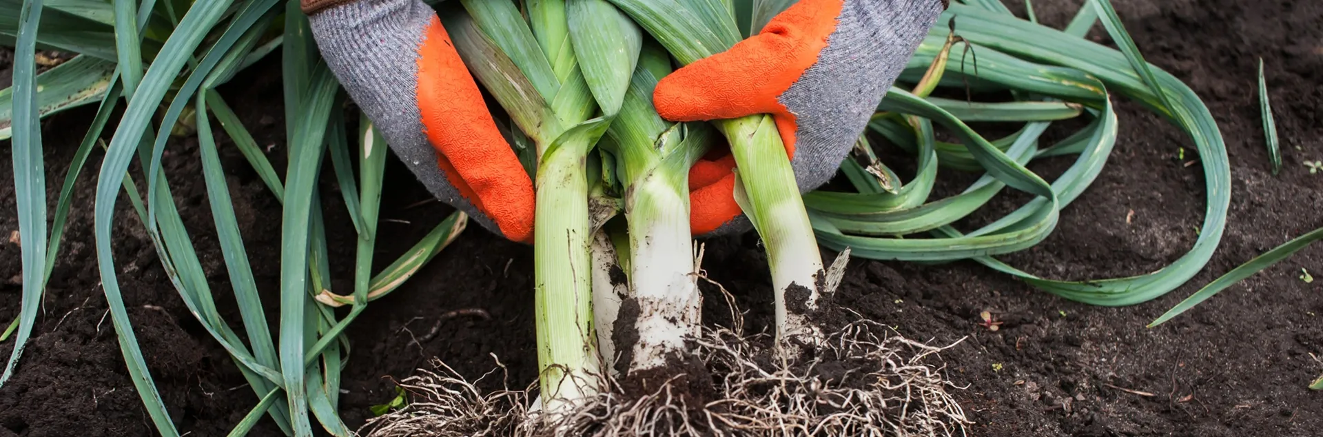 Growing leeks in the garden