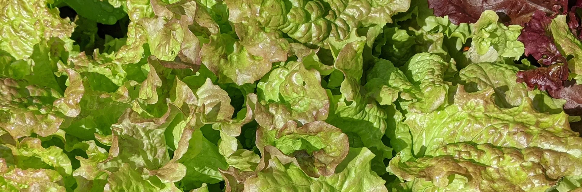 lettuce growing in Sonoma County home garden