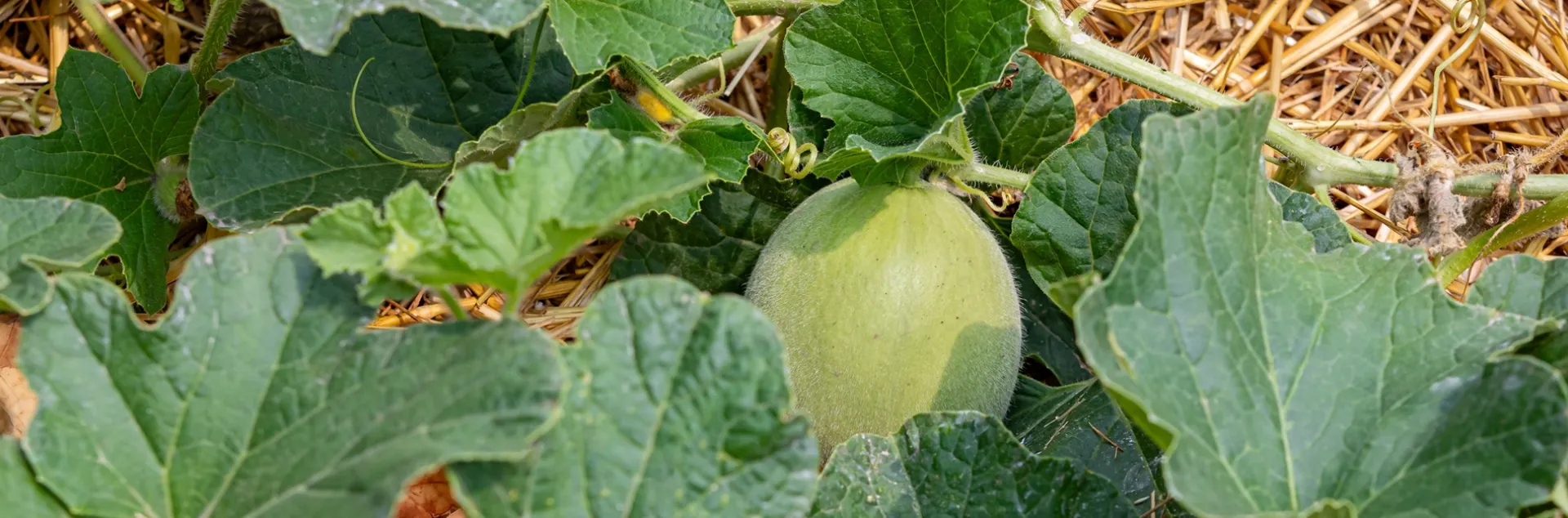 growing melon in Sonoma County home garden