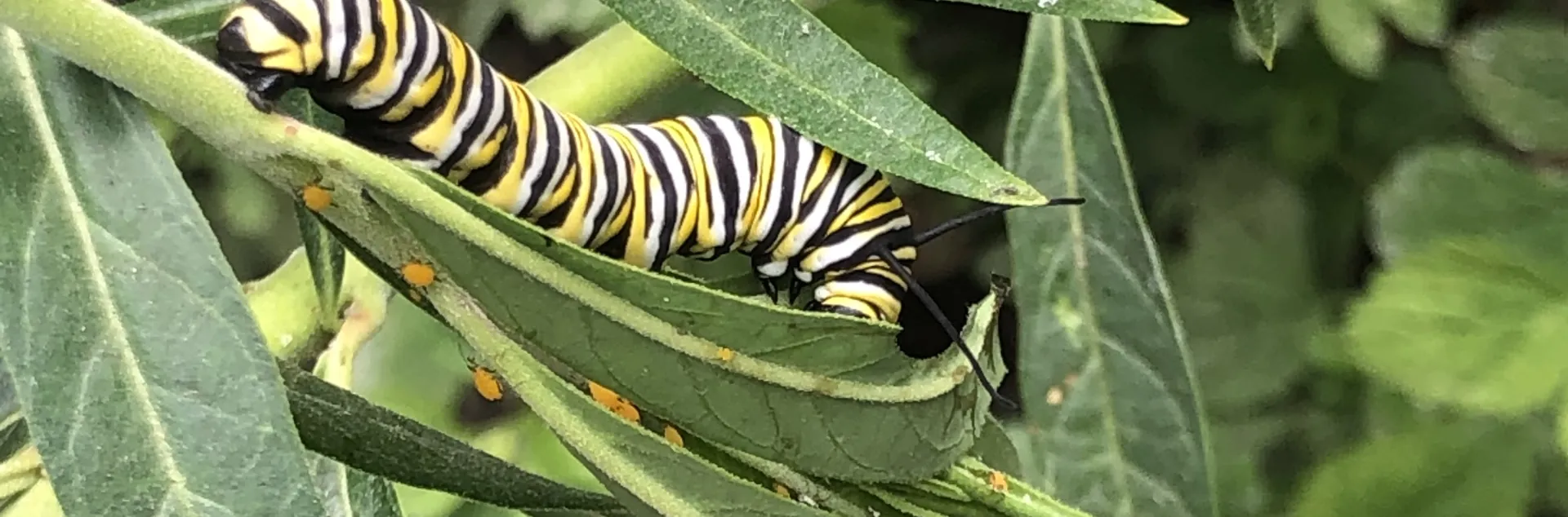 milkweed leaves with monarch caterpillar and aphids
