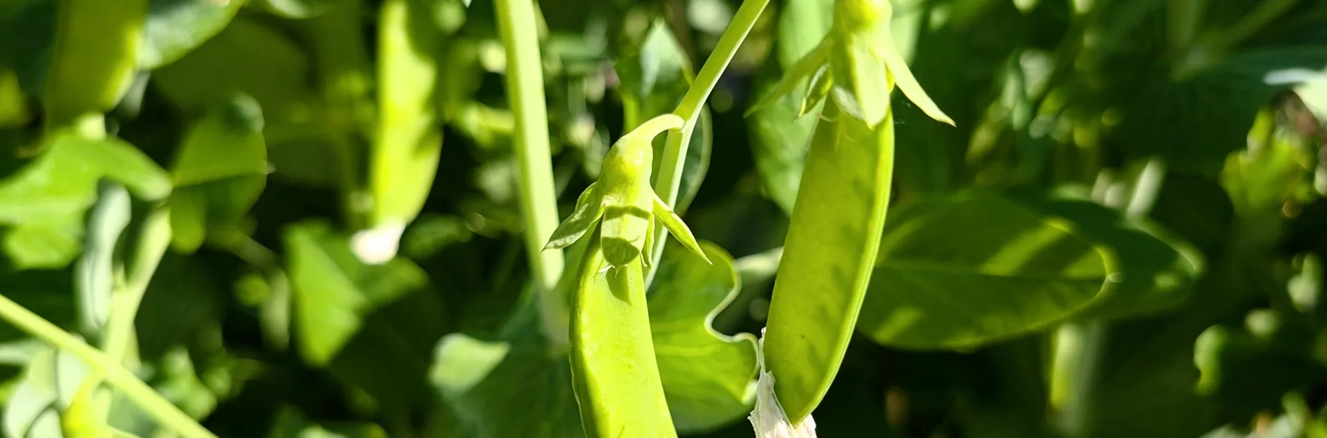 Home gardening advice for growing peas in Sonoma County