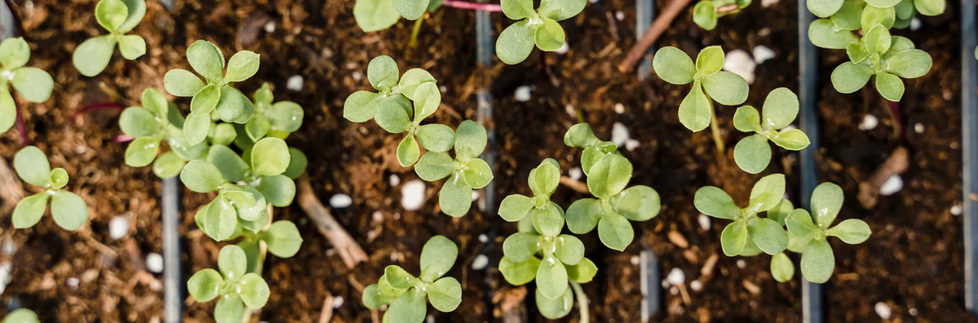 Overhead view of vertical lines of drip irrigation tubing with small seedlings.green seedlings