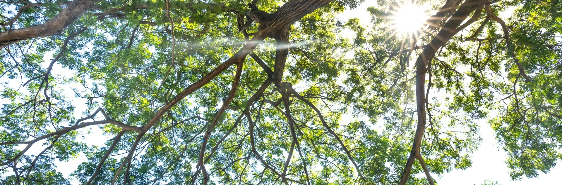 Sunlight streaming through the leaves of a tree canopy