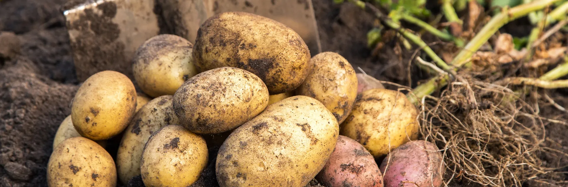 how to grow potatoes in Sonoma County
