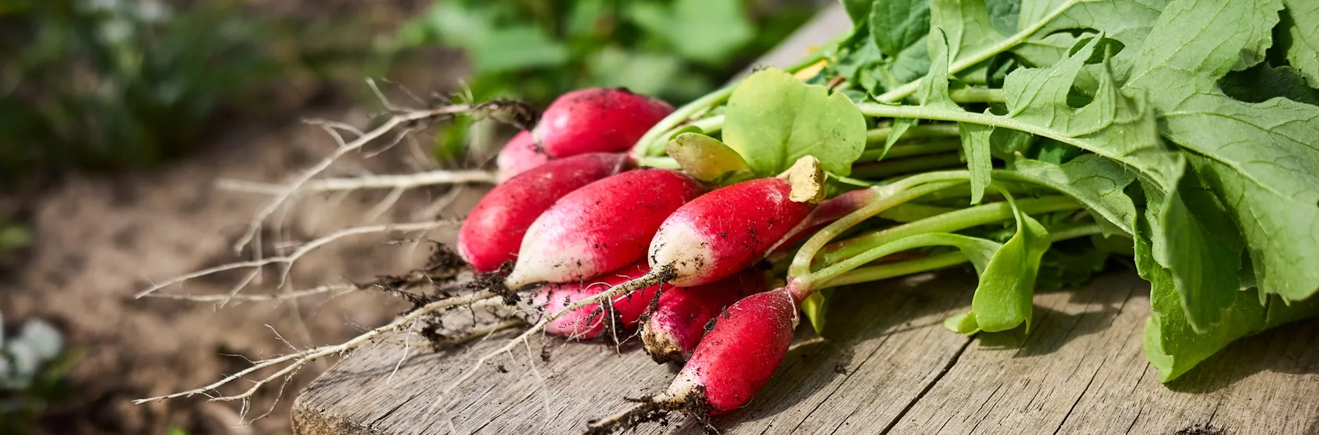 growing rashes in your home garden 