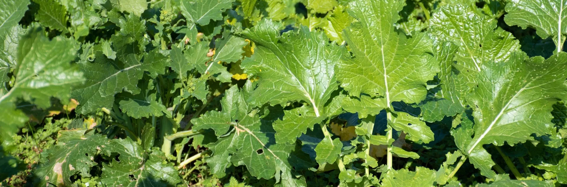 growing rapini broccoli raab