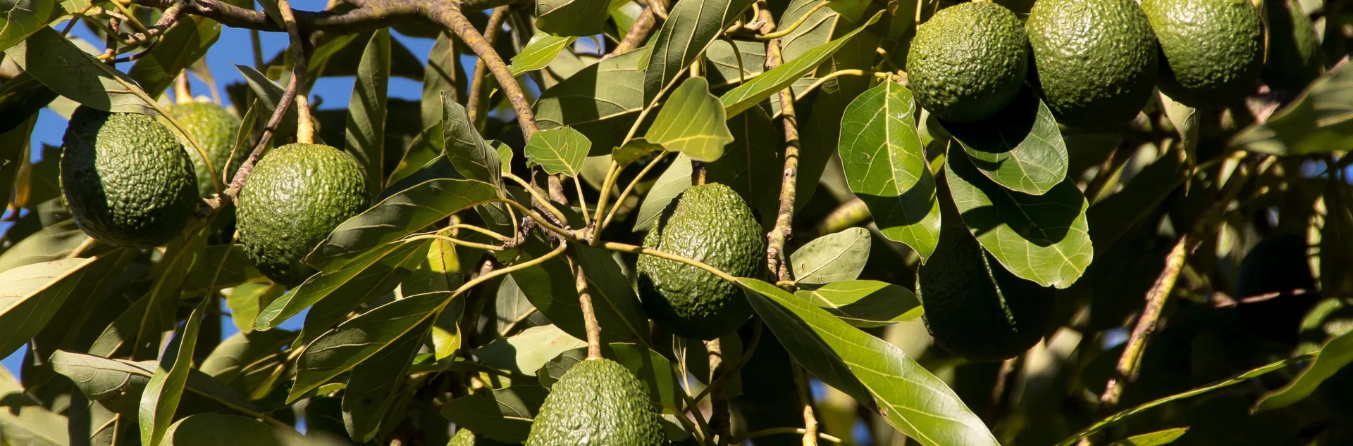 - avocado