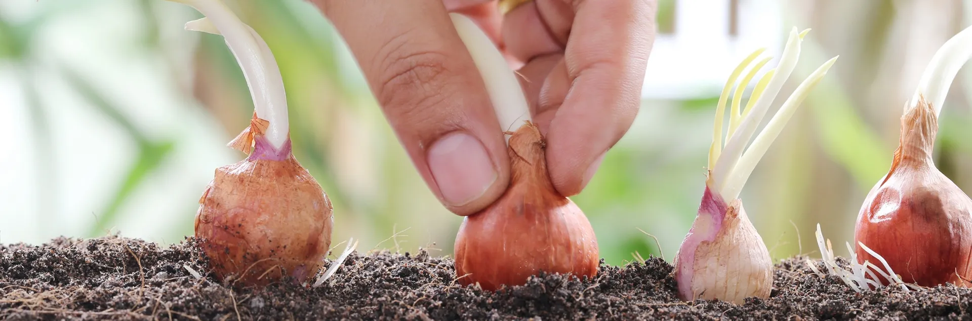 growing shallots in Sonoma County
