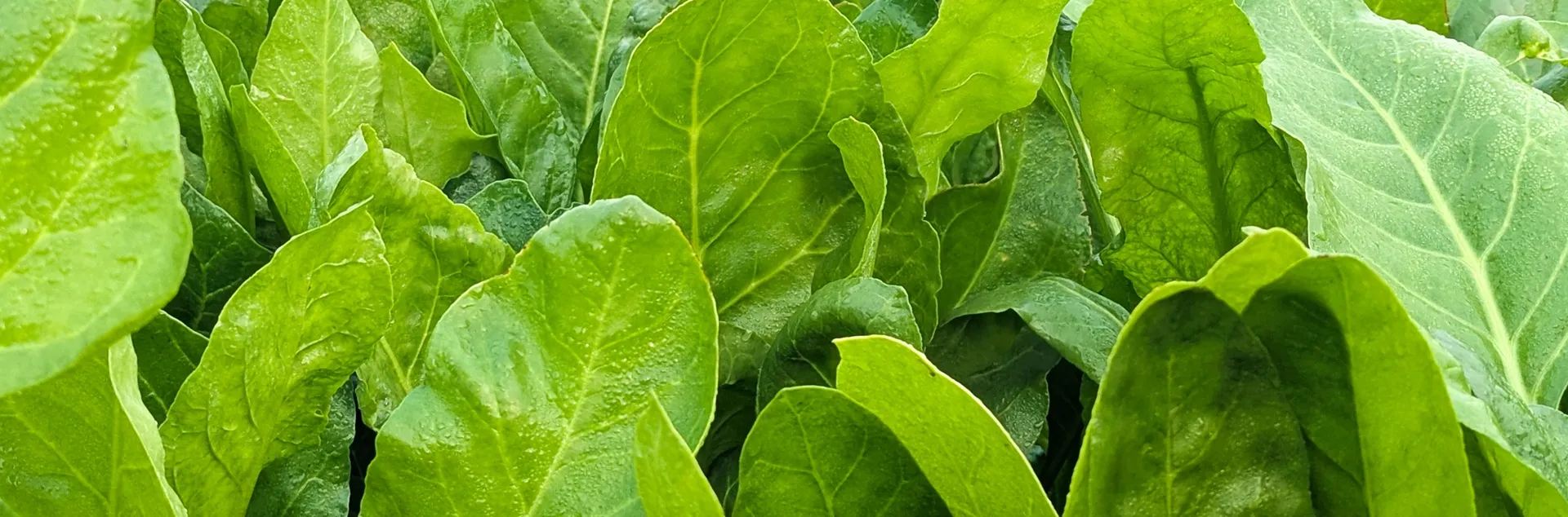 growing spinach in Sonoma County gardens