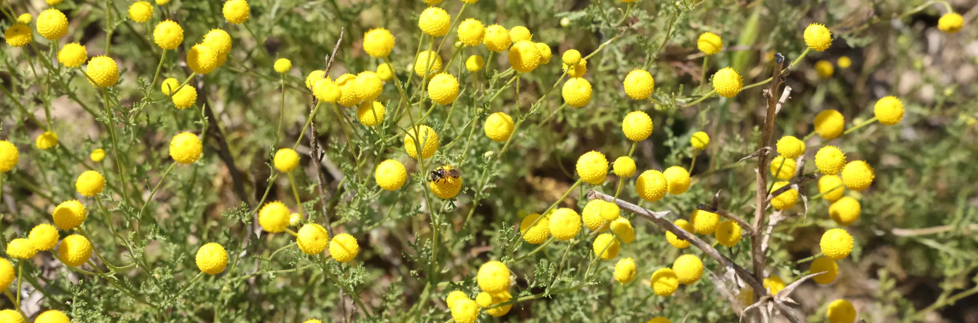Dense plant with dark green dissected leaves with small spherical, yellow flower heads without petals and appearing in dense uniform clusters.