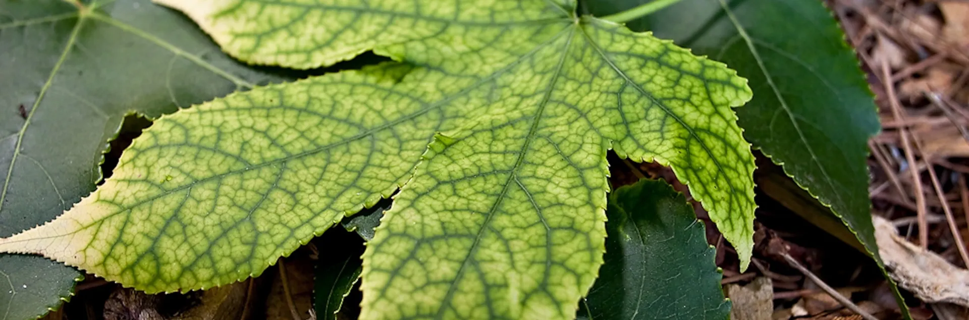 symptoms of Pierce's disease include delayed bud break, scorched leaves, and reduced yield