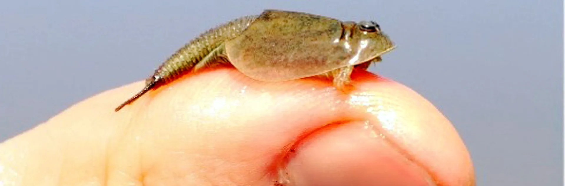 Close-up of tadpole shrimp. (Photo by Ian Grettenberger)