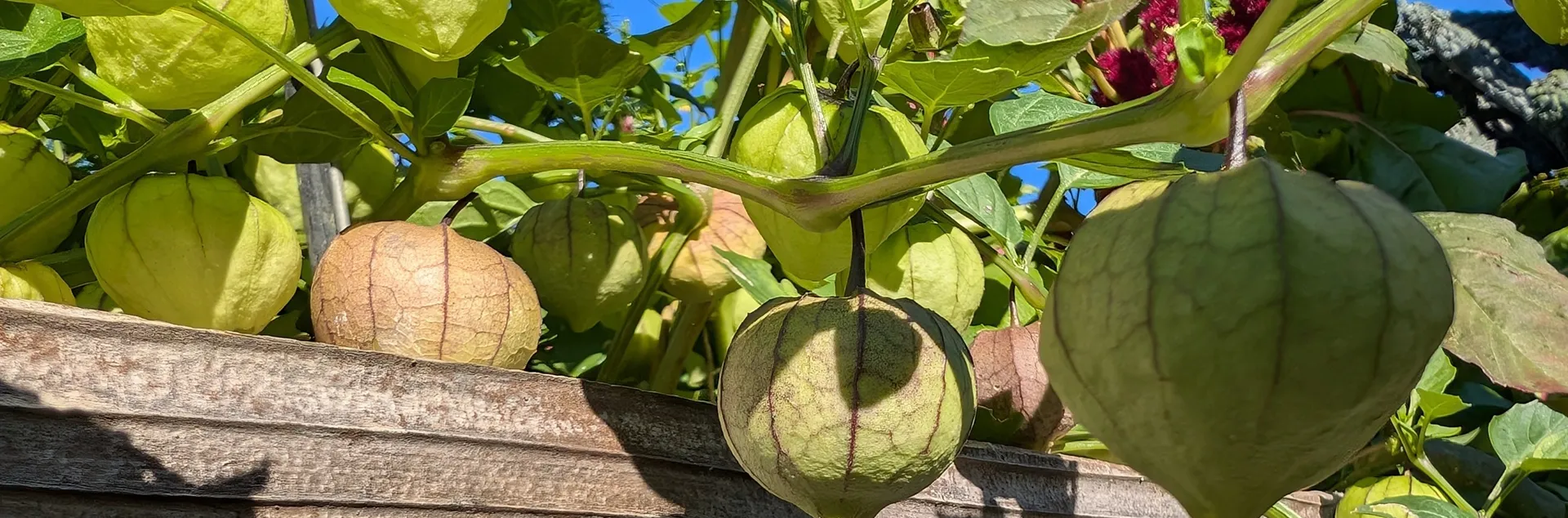 growing tomatillos in Sonoma County home gardens