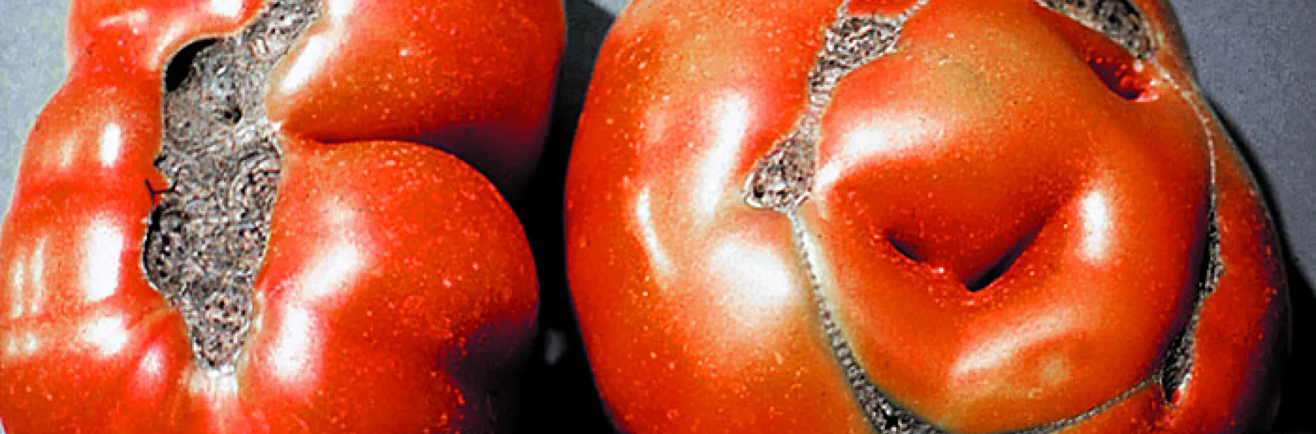 disfigured tomatoes