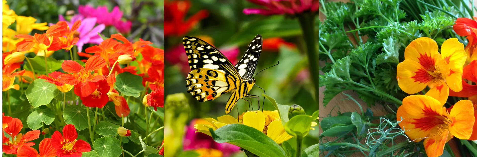 Banner with colorful cut flowers, pollinators and herbs