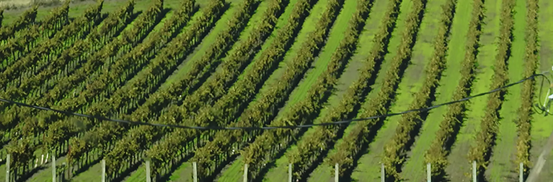 Napa vineyard