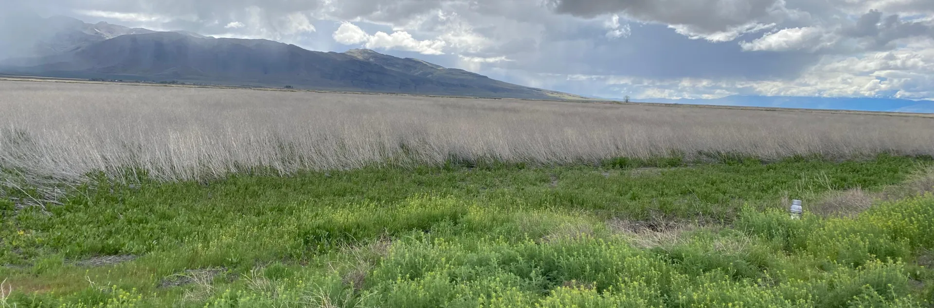 Scenic shot showing cloudy sky with rain in the distance. Green weeds and dry grass in the foreground with mountains in the distance.