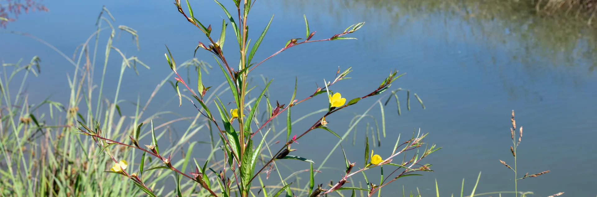 Erect plant with somewhat woody stem, wings formed by the leaf bases, and yellow flowers with four petals in an irrigation ditch by a rice field.