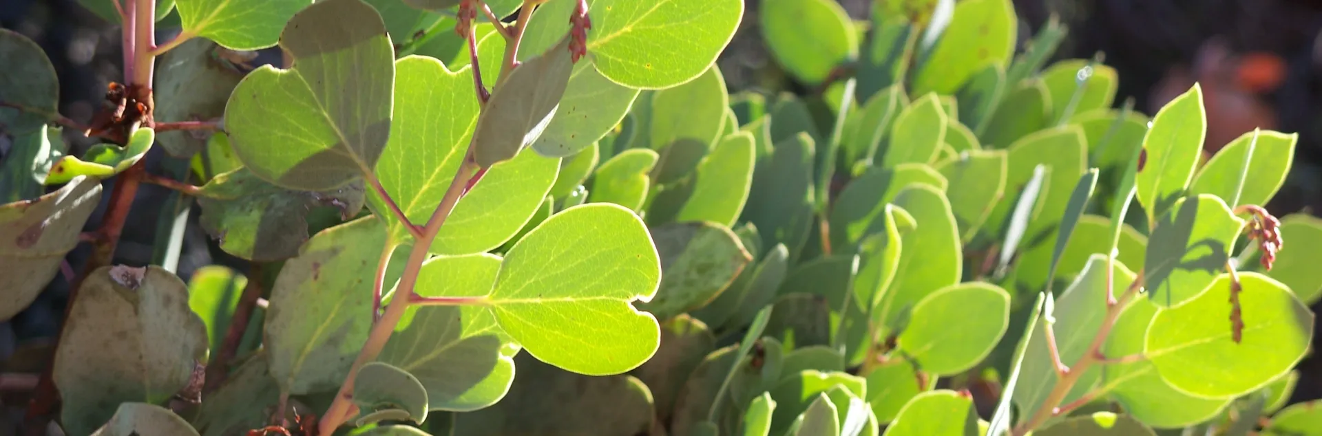 Manzanita bush