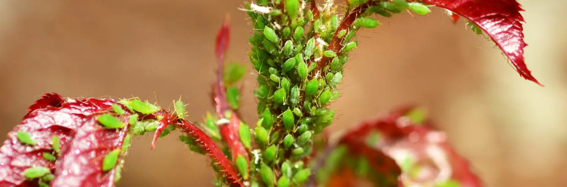 young plant covered in aphids