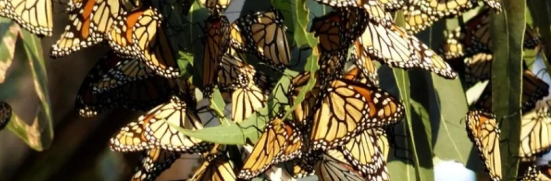 Creating Monarch Waystations