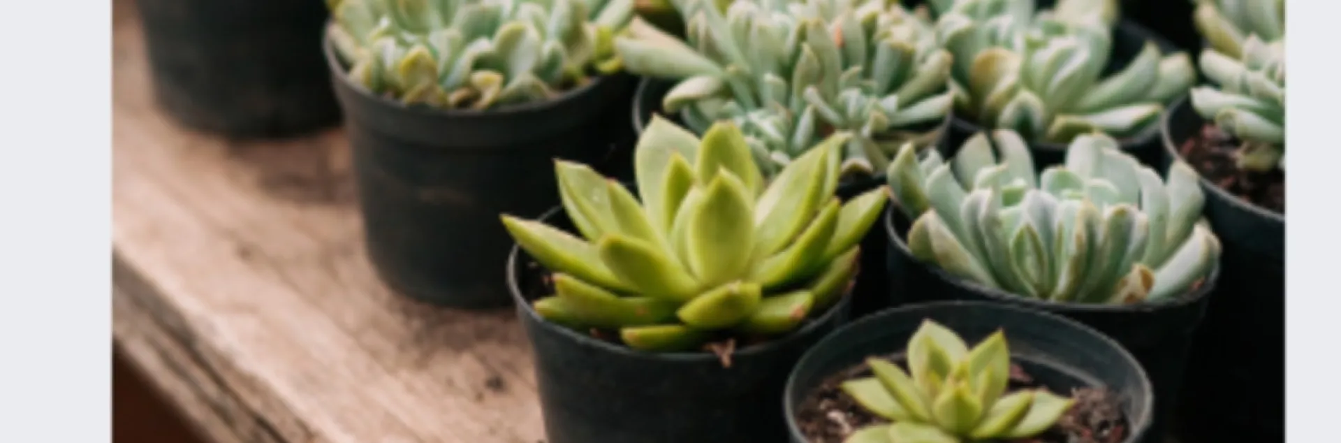 Fall Plant Exchange