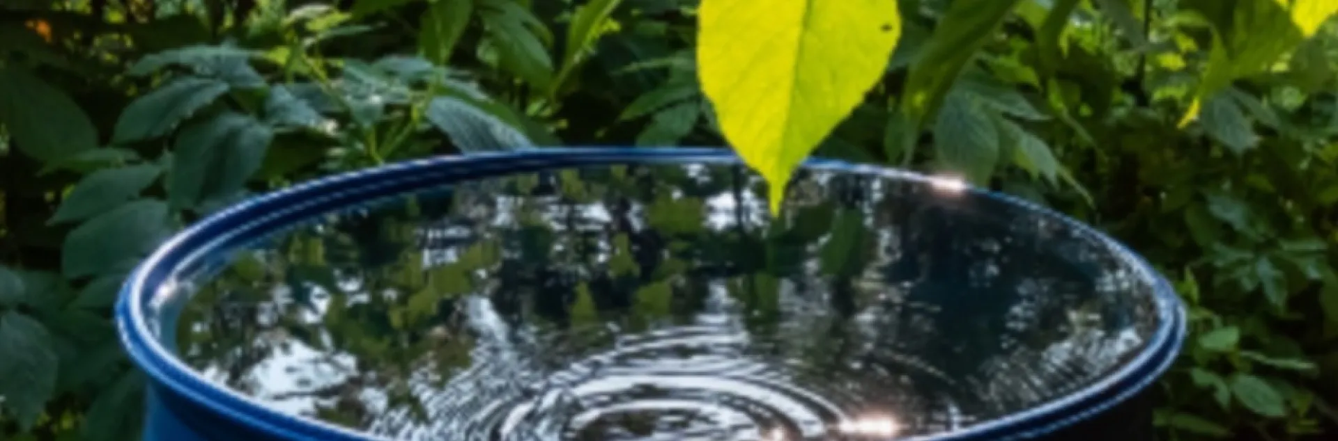 Rainwater harvesting for your garden 