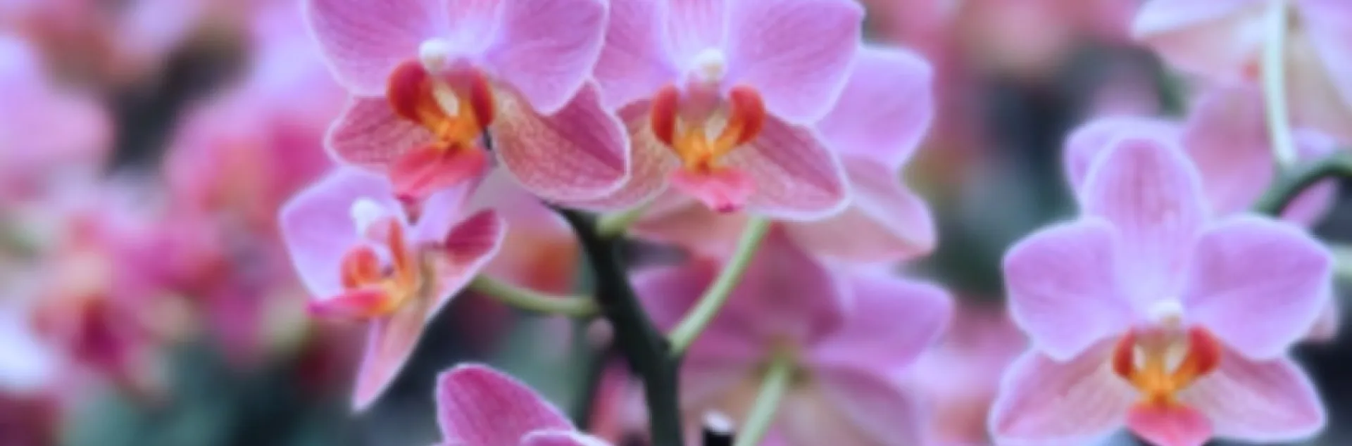 Secrets of growing orchids