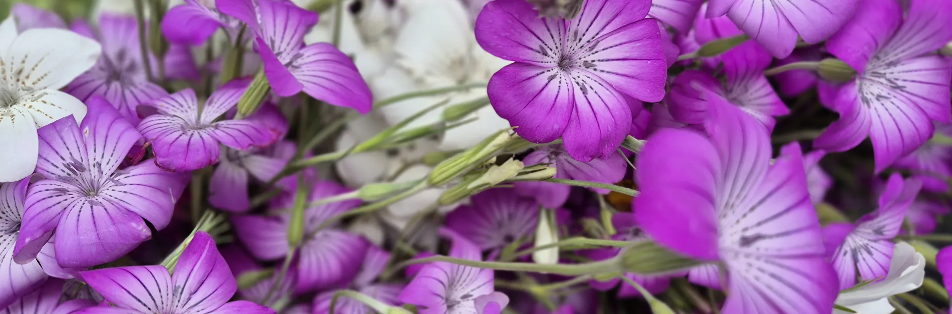 Close up of purple corncockle flowers 