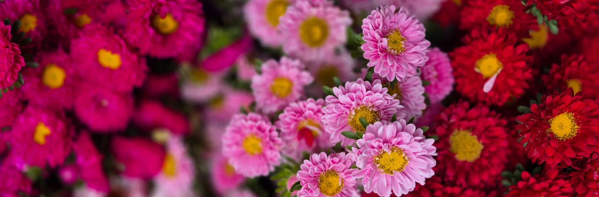 Close up of trio of small mum flowers in magenta, pink, and red