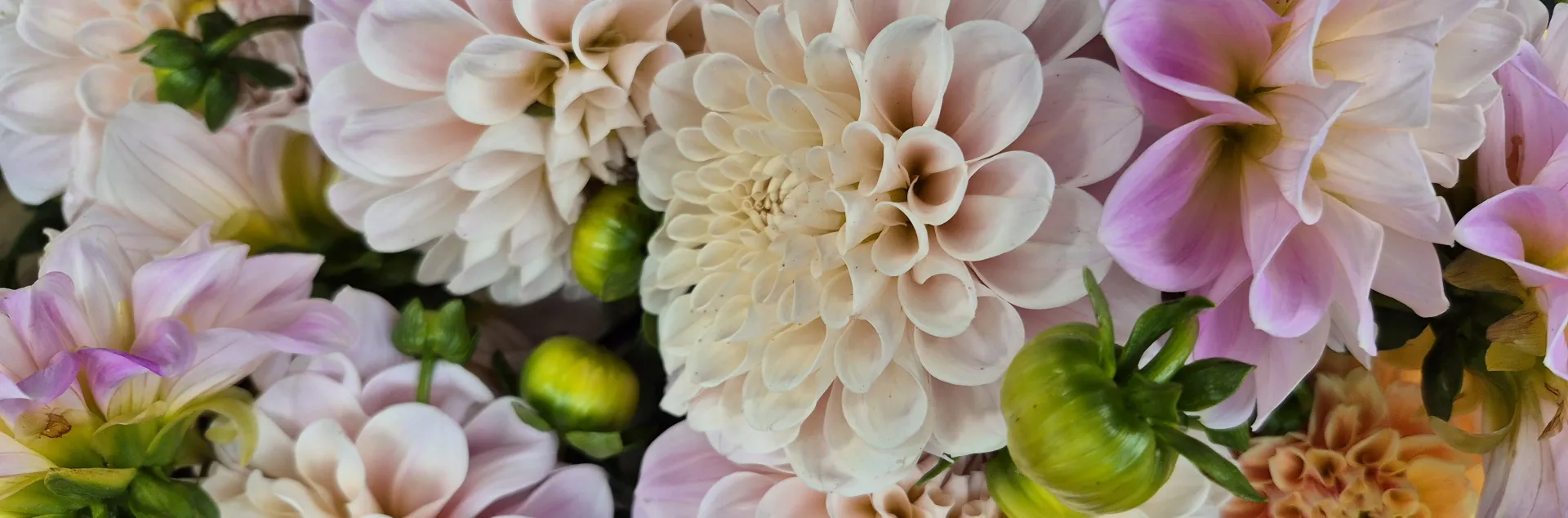 Close up of light pink dahlia flowers