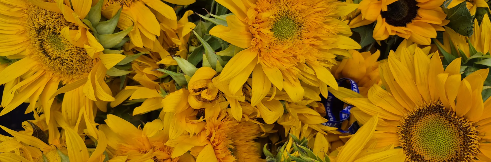 Close up of a bouquet of golden yellow sunflowers