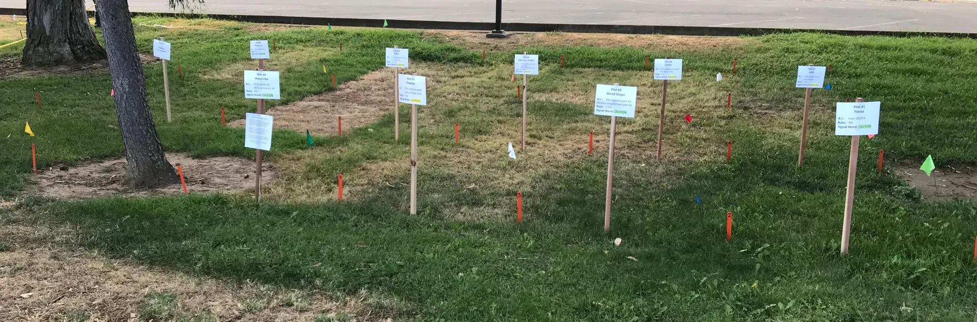A grassy area with rectangular areas that vary from brown and dead to very weedy, with a mix of dead and brown and green in between depending on the organic herbicide used in the area. Signs show the herbicide used and orange and green flags depict the treatment area.