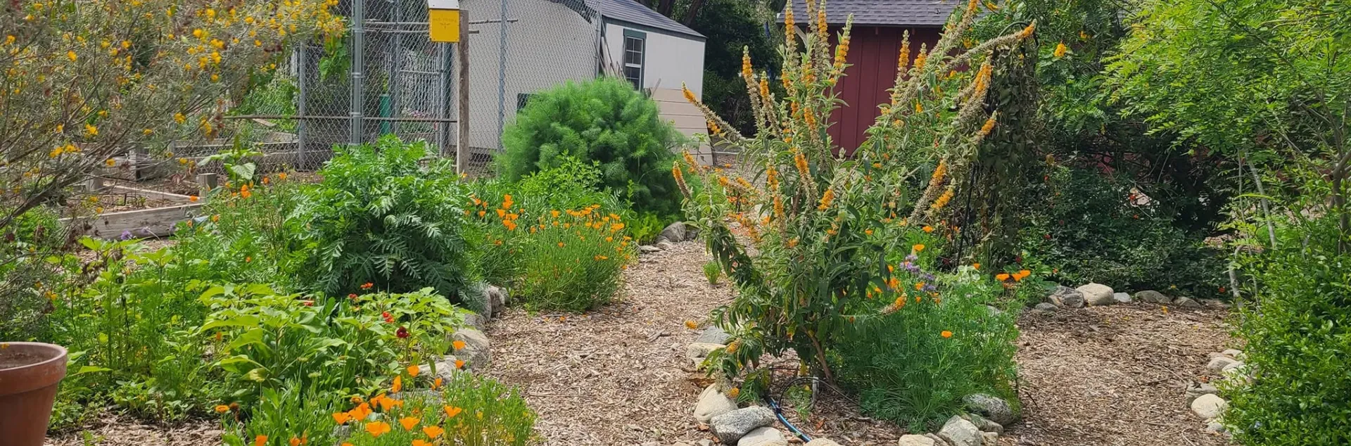 A drought tolerate landscape. 