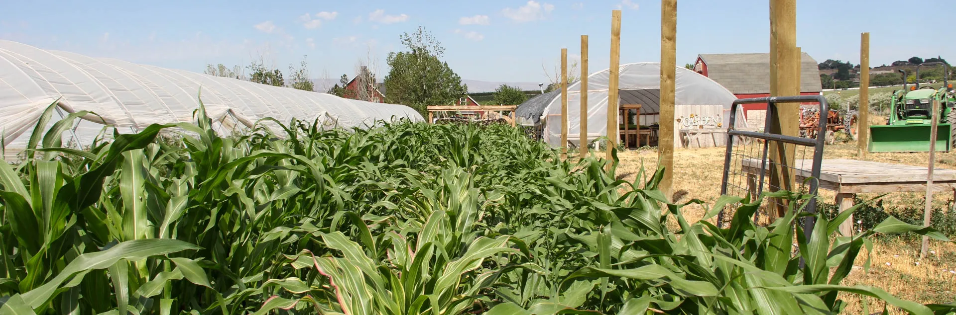 Corn field with a greenhouse in the background