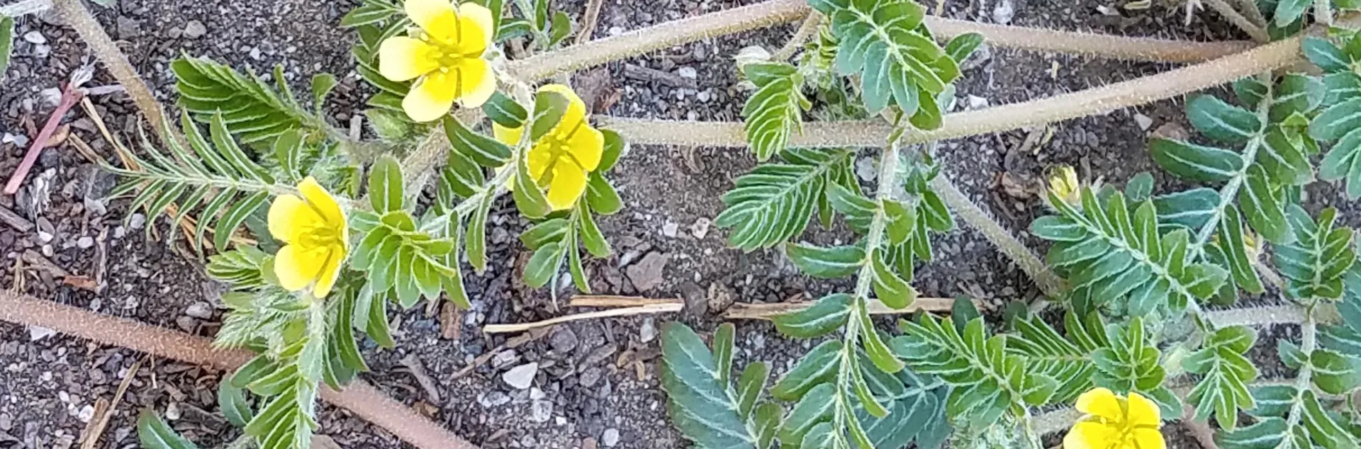 Puncturevine has yellow flowers, J. Alosi