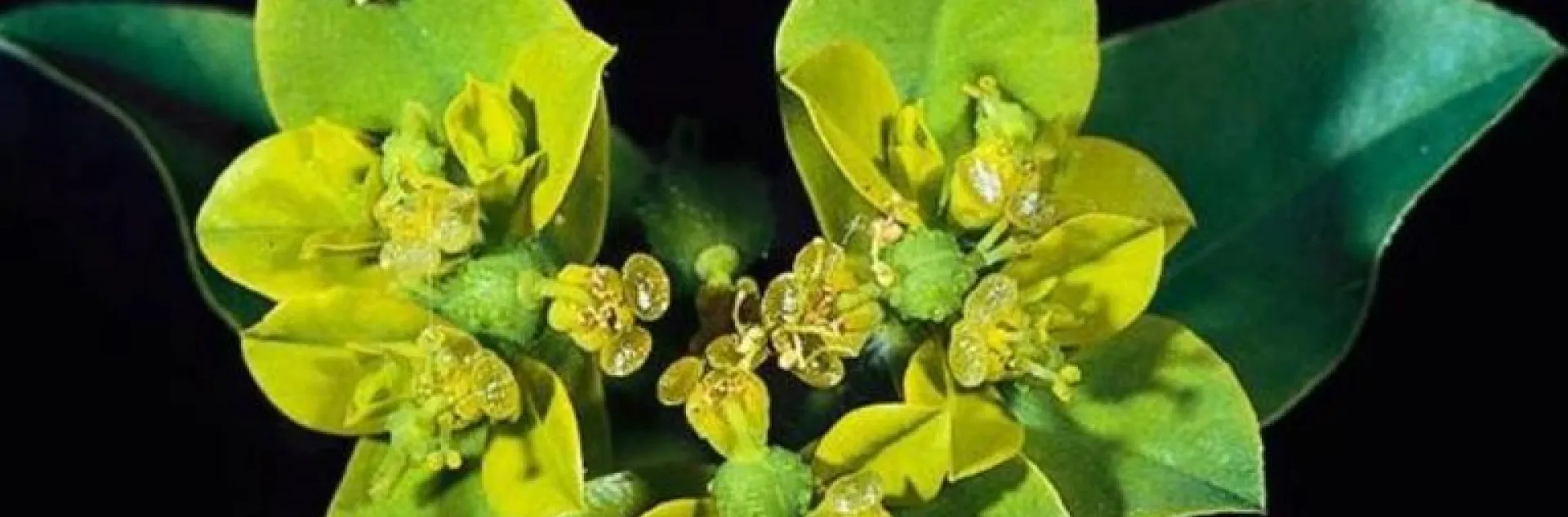 Image of the yellow flower of oblong splurge.