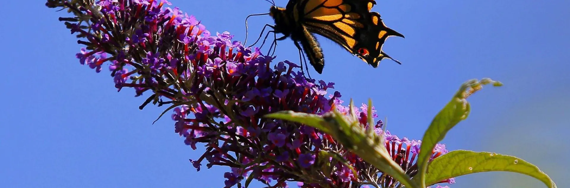 Anise Swallowtail butterfly collecting nectar