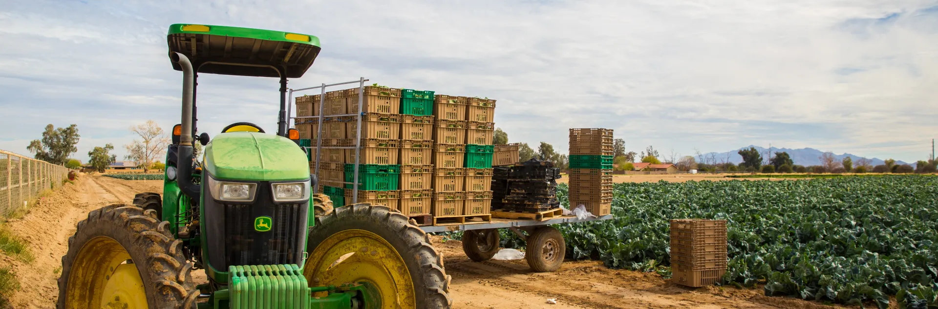 John Deere Tractor with a flat bed trailer carrying loaded harvest crates in front of a field of brassicas.